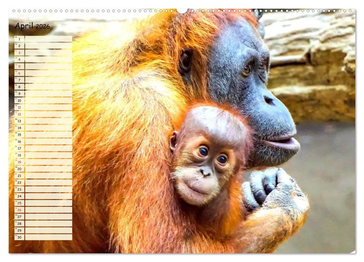Bild: 9783457748299 | Zauberhafte Affenkinder. Süßer geht´s nicht! (Wandkalender 2026 DIN...