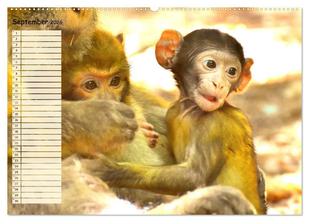 Bild: 9783457748299 | Zauberhafte Affenkinder. Süßer geht´s nicht! (Wandkalender 2026 DIN...