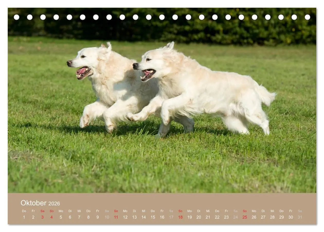 Bild: 9783516148299 | Golden Retriever (Tischkalender 2026 DIN A5 quer), CALVENDO...
