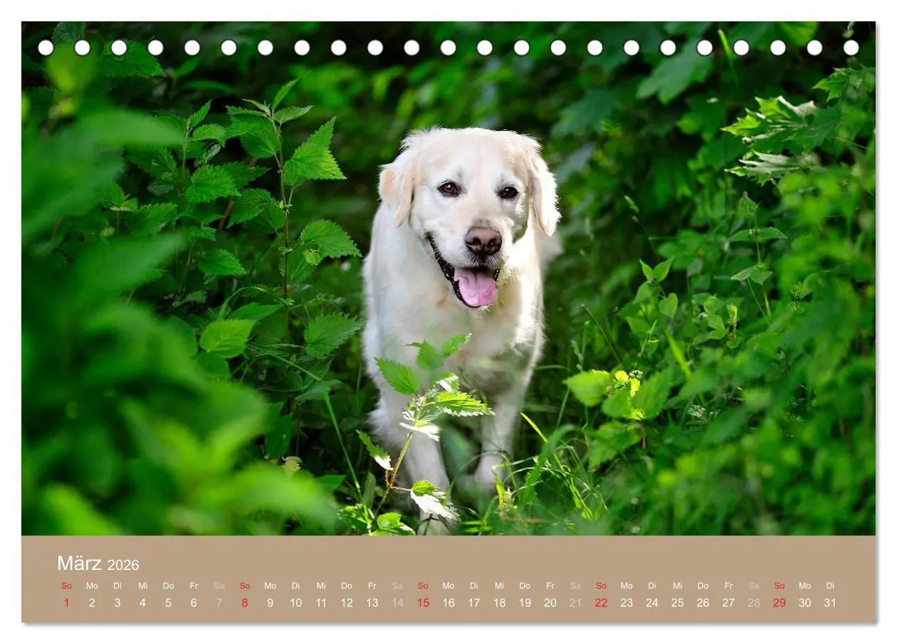 Bild: 9783516148299 | Golden Retriever (Tischkalender 2026 DIN A5 quer), CALVENDO...