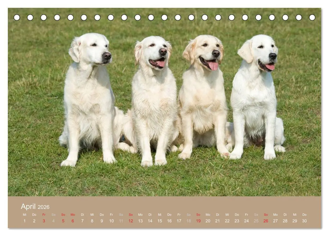 Bild: 9783516148299 | Golden Retriever (Tischkalender 2026 DIN A5 quer), CALVENDO...