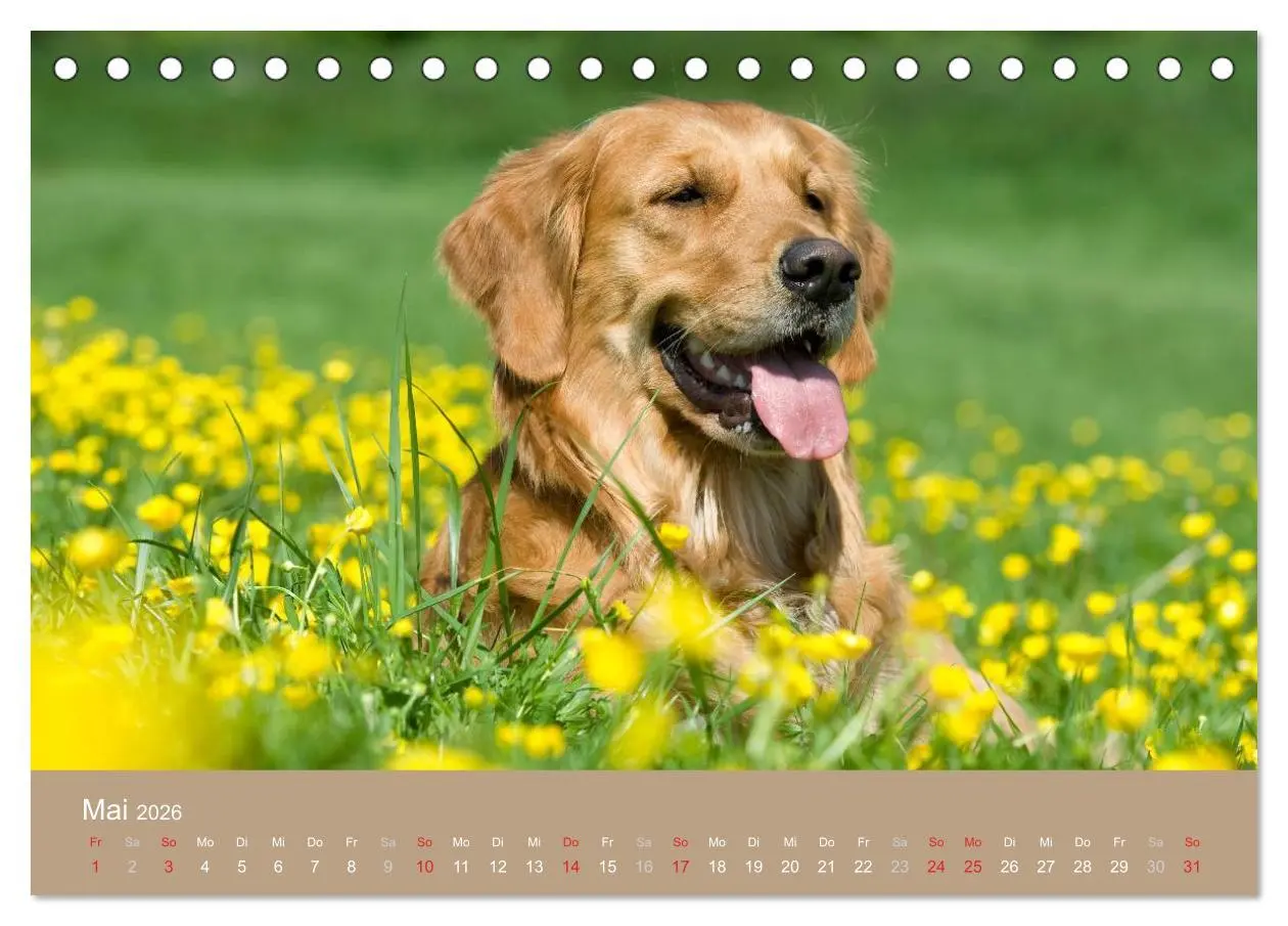 Bild: 9783516148299 | Golden Retriever (Tischkalender 2026 DIN A5 quer), CALVENDO...