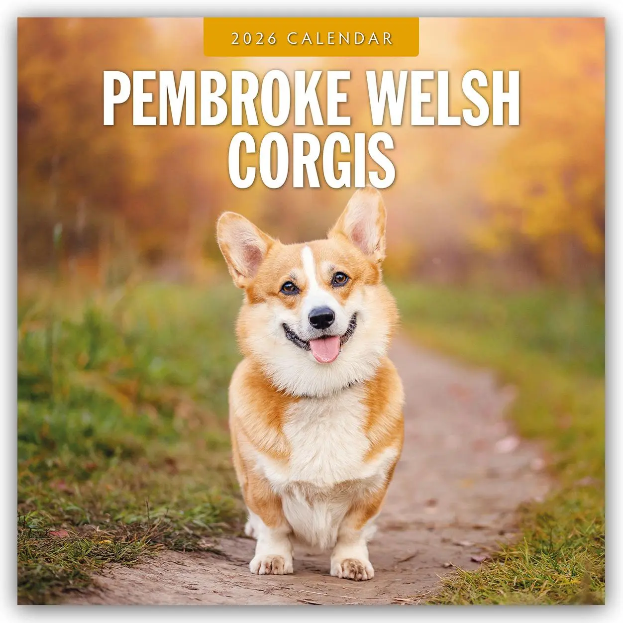 Cover: 9781804428399 | Pembroke Welsh Corgis 2026 Square Wall Calendar | Red Robin | Buch
