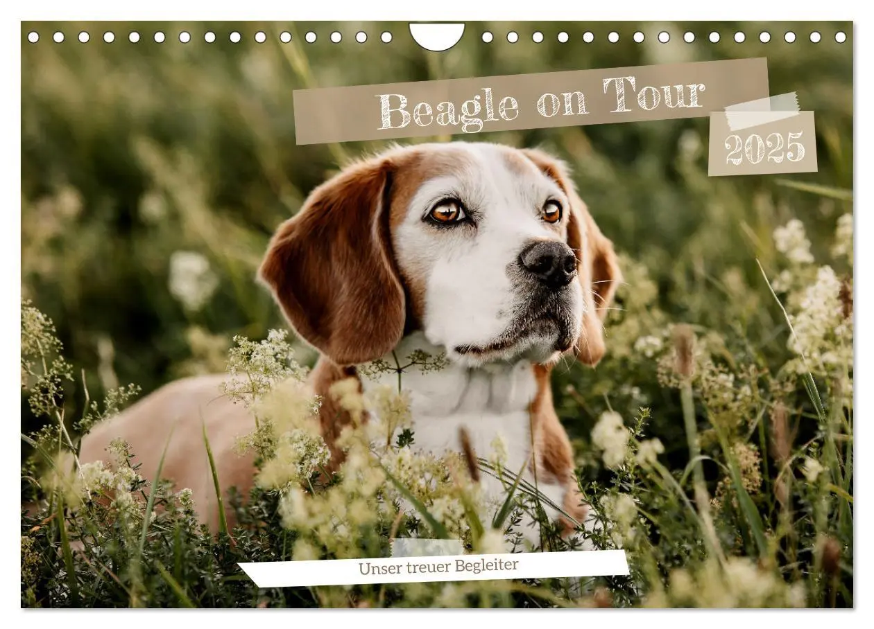 Cover: 9783435018499 | Beagle - Unser treuer Begleiter (Wandkalender 2025 DIN A4 quer),...