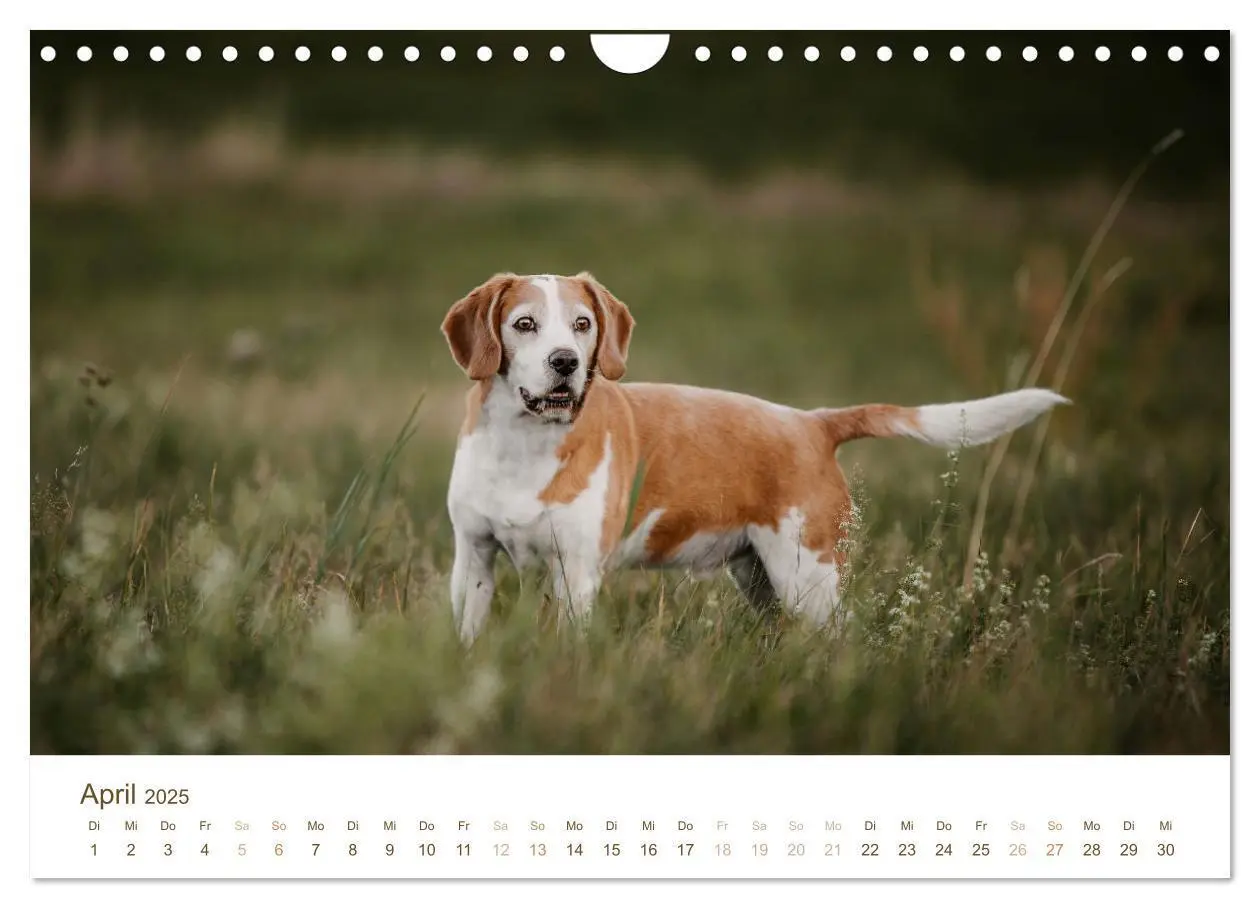 Bild: 9783435018499 | Beagle - Unser treuer Begleiter (Wandkalender 2025 DIN A4 quer),...