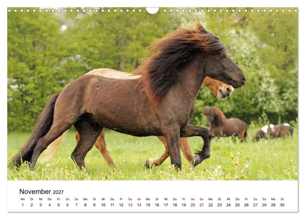 Bild: 9783516818499 | Islandpferde - Hufschlag aus Feuer und Eis (Wandkalender 2027 DIN...
