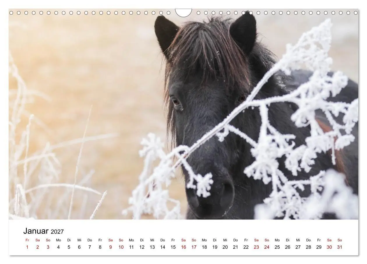 Bild: 9783516818499 | Islandpferde - Hufschlag aus Feuer und Eis (Wandkalender 2027 DIN...