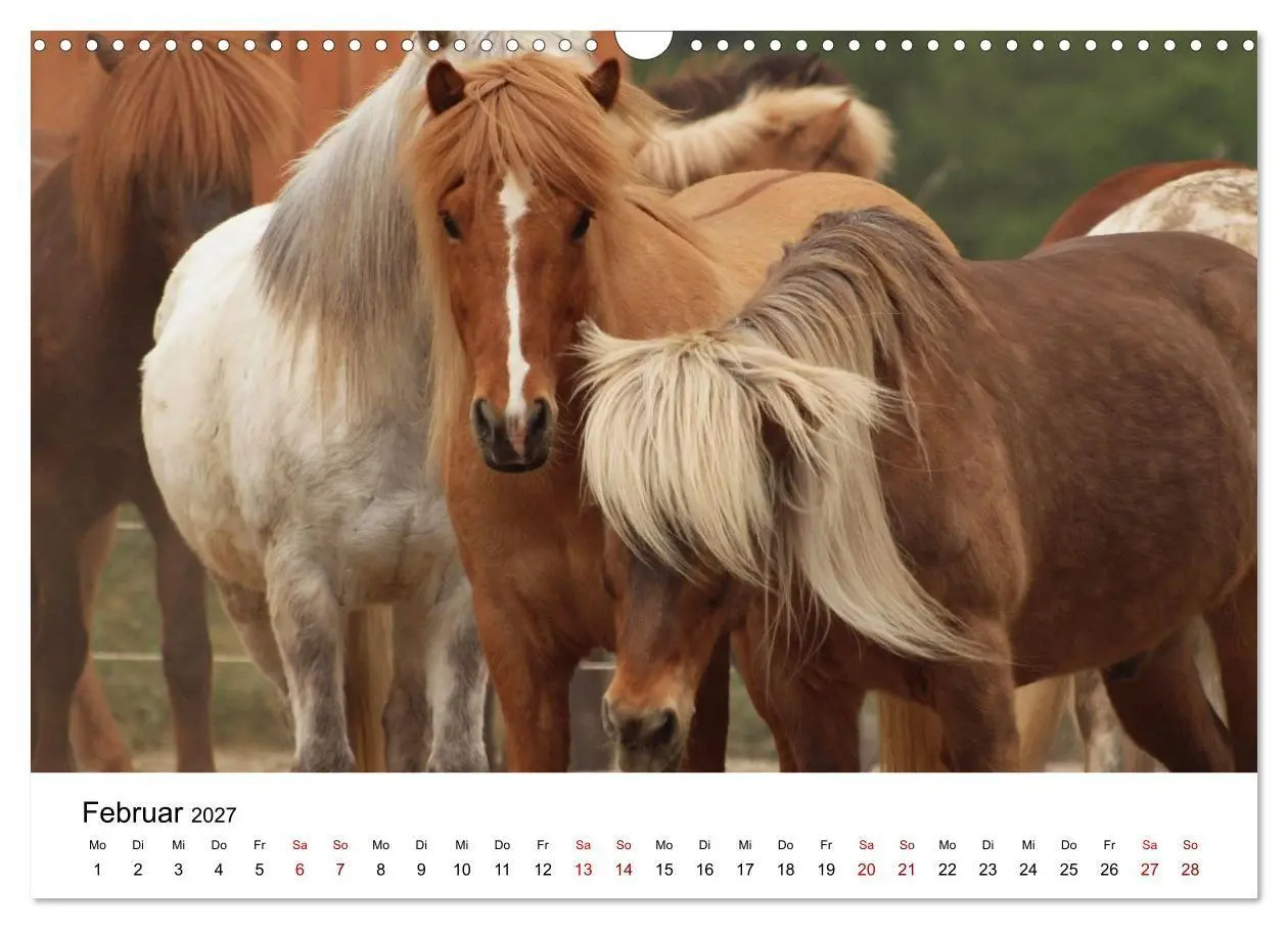 Bild: 9783516818499 | Islandpferde - Hufschlag aus Feuer und Eis (Wandkalender 2027 DIN...