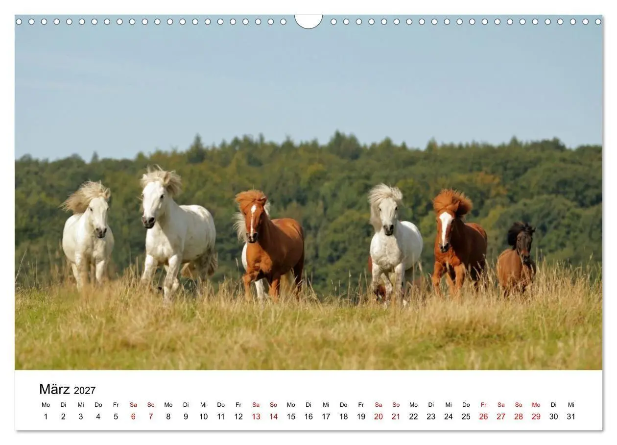 Bild: 9783516818499 | Islandpferde - Hufschlag aus Feuer und Eis (Wandkalender 2027 DIN...