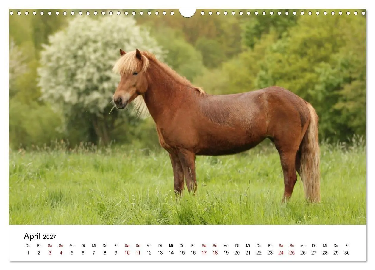 Bild: 9783516818499 | Islandpferde - Hufschlag aus Feuer und Eis (Wandkalender 2027 DIN...