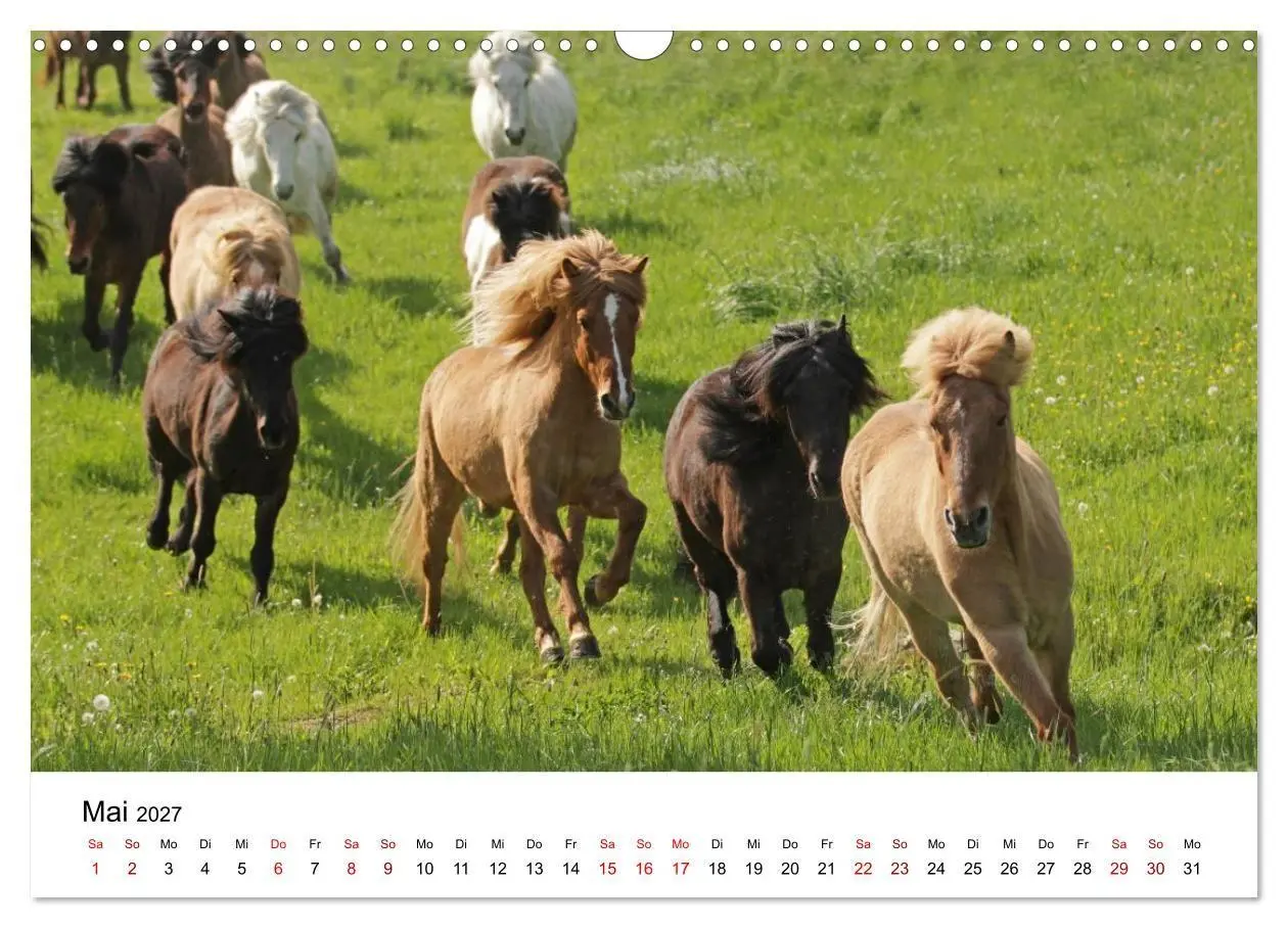 Bild: 9783516818499 | Islandpferde - Hufschlag aus Feuer und Eis (Wandkalender 2027 DIN...