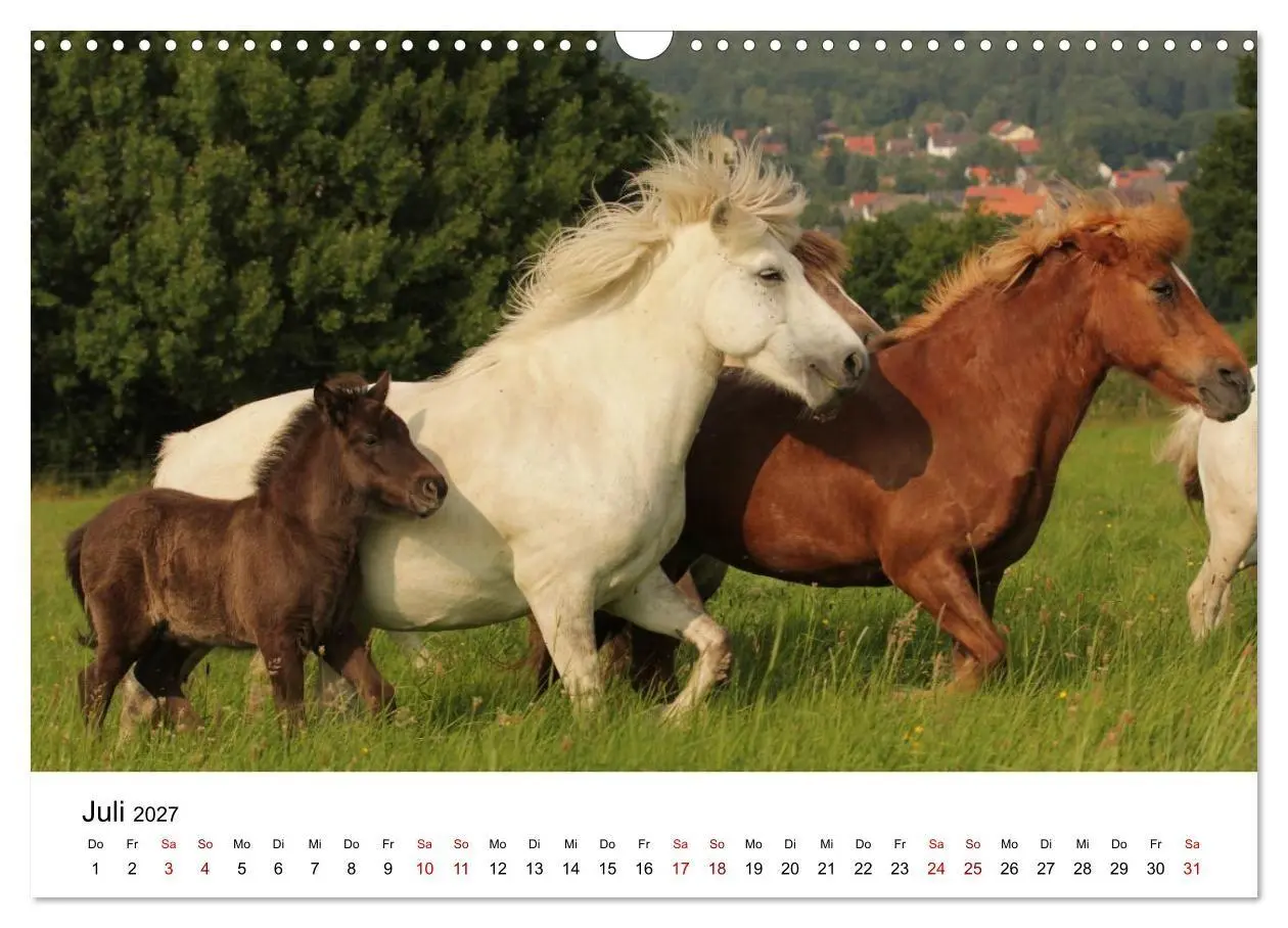 Bild: 9783516818499 | Islandpferde - Hufschlag aus Feuer und Eis (Wandkalender 2027 DIN...