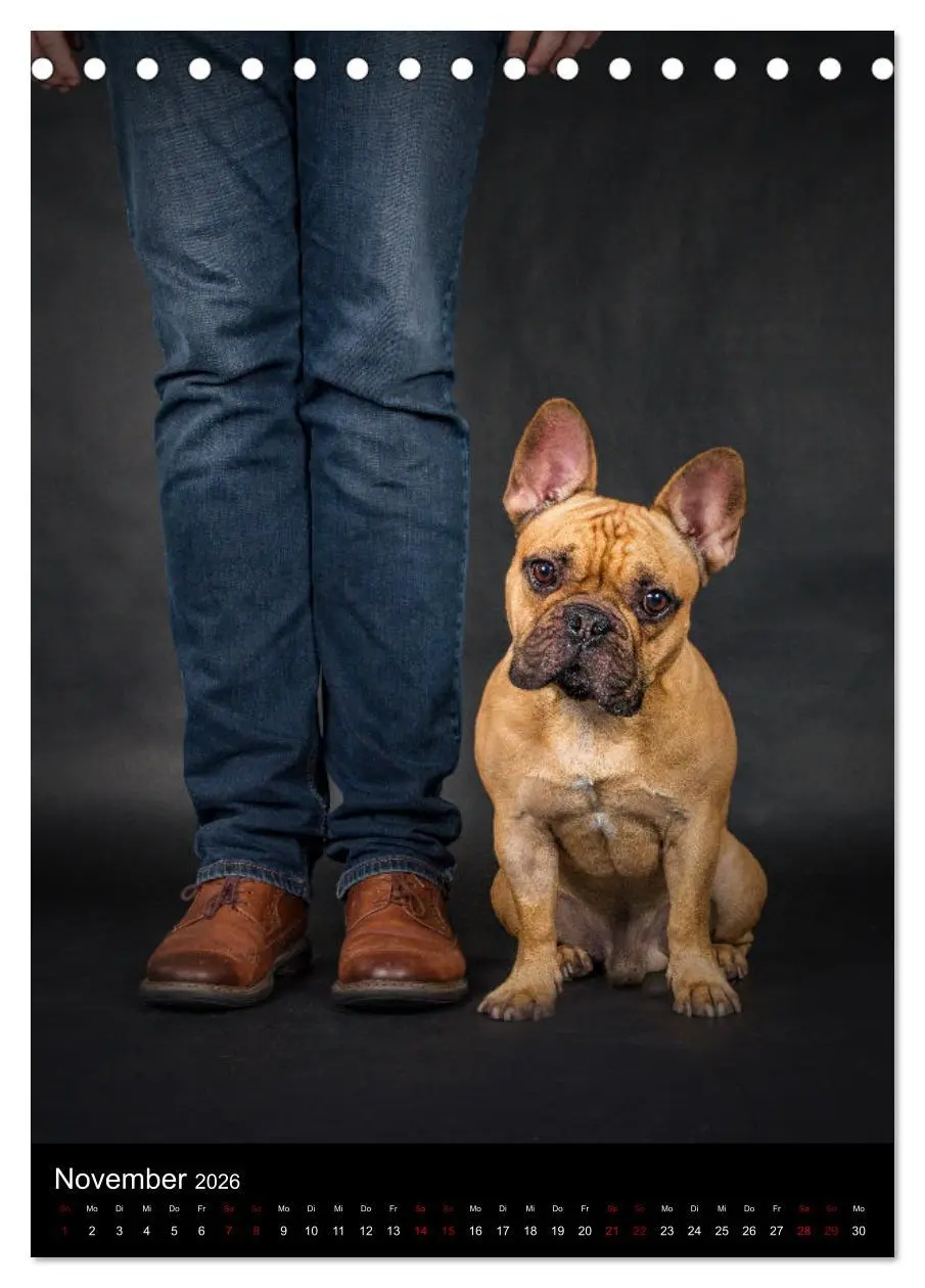Bild: 9783516358599 | Bullyzauber - Französische Bulldoggen (Tischkalender 2026 DIN A5...