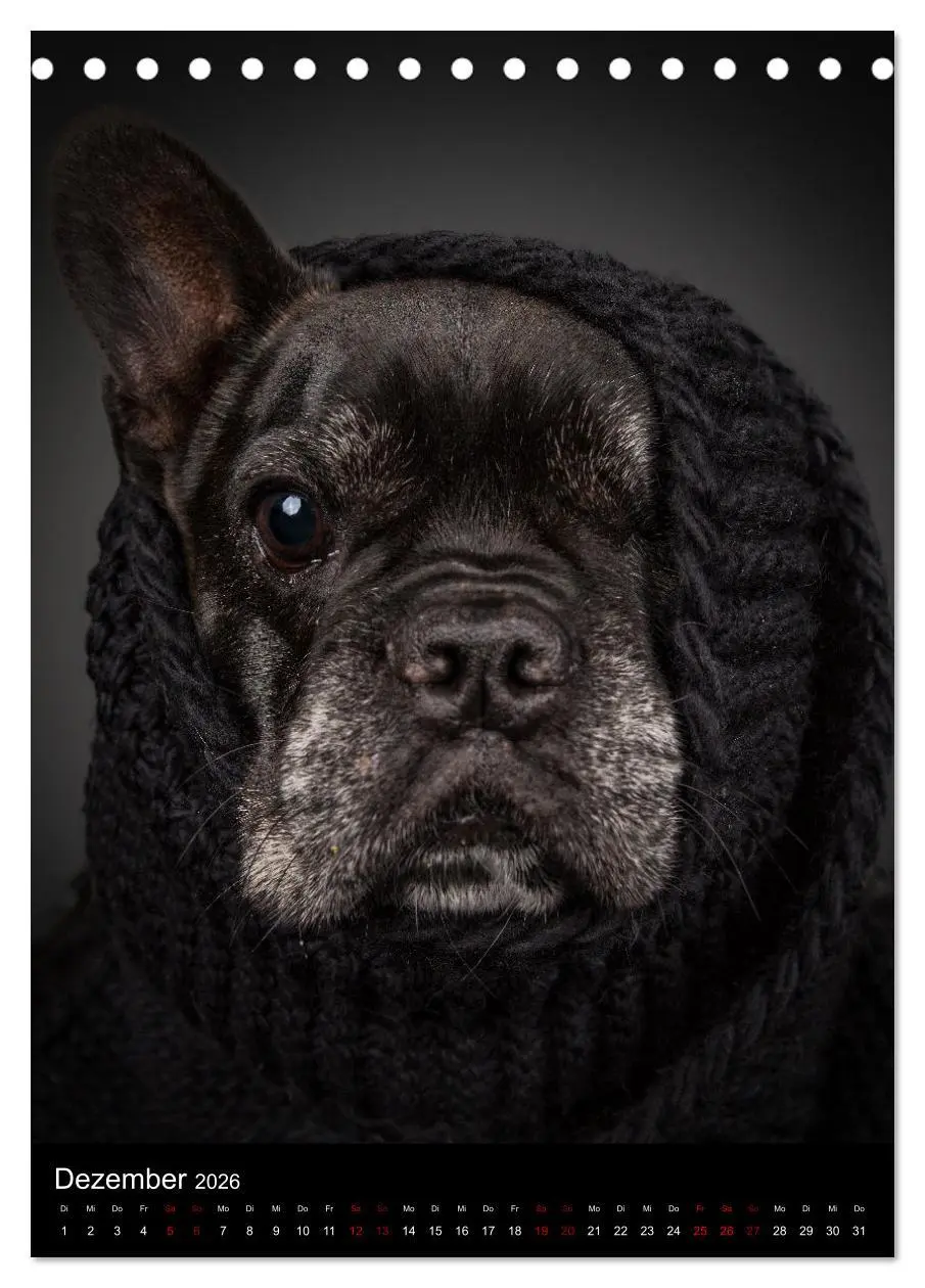 Bild: 9783516358599 | Bullyzauber - Französische Bulldoggen (Tischkalender 2026 DIN A5...