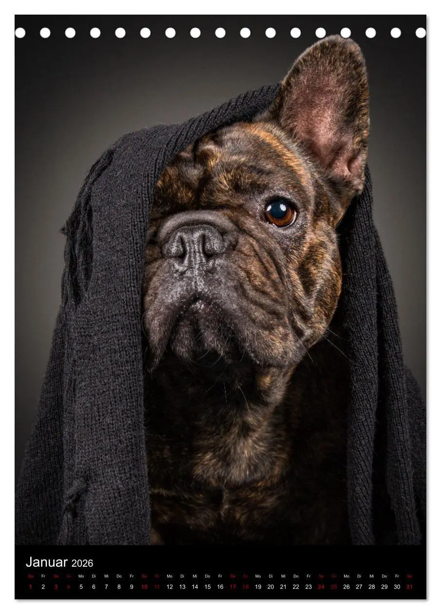 Bild: 9783516358599 | Bullyzauber - Französische Bulldoggen (Tischkalender 2026 DIN A5...