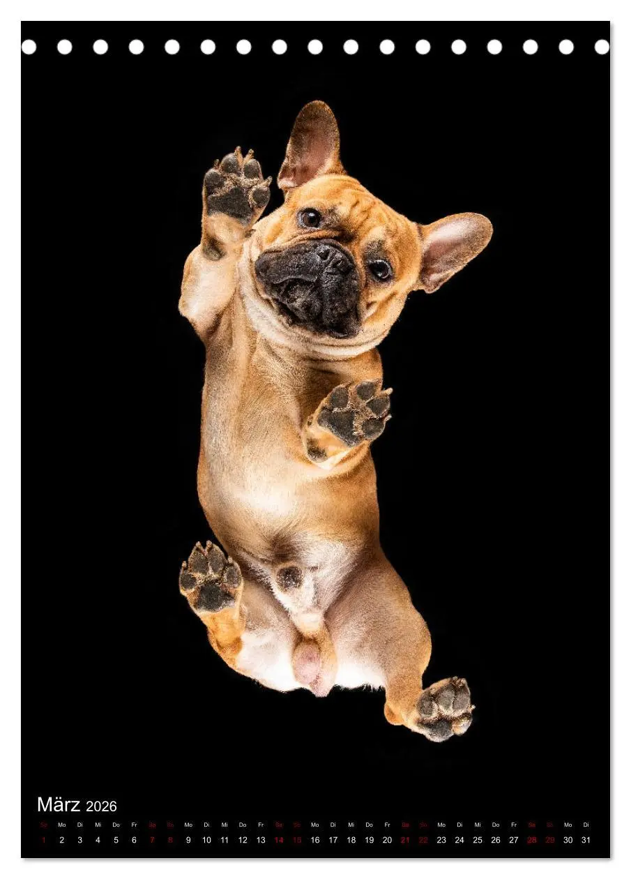 Bild: 9783516358599 | Bullyzauber - Französische Bulldoggen (Tischkalender 2026 DIN A5...