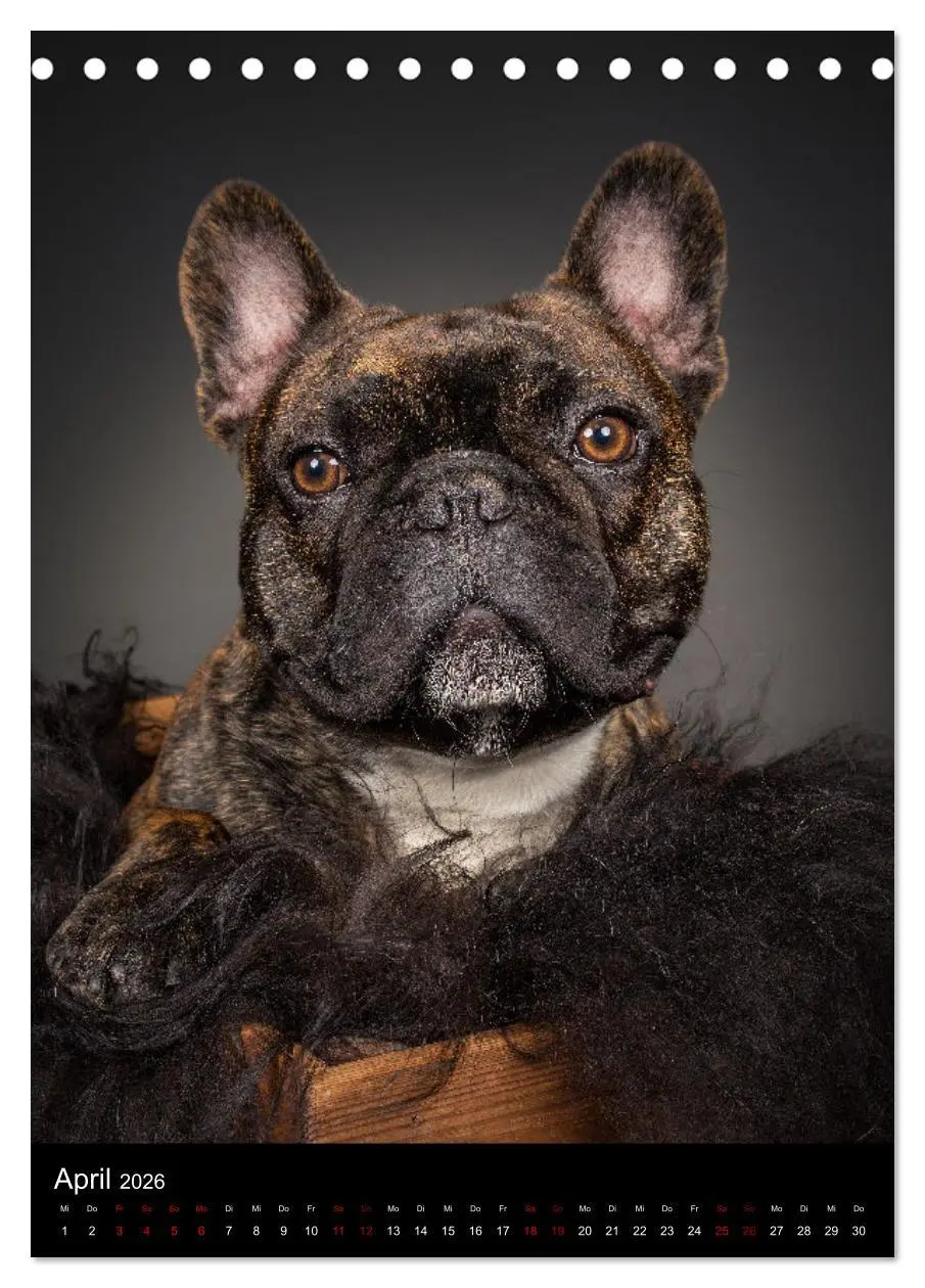 Bild: 9783516358599 | Bullyzauber - Französische Bulldoggen (Tischkalender 2026 DIN A5...