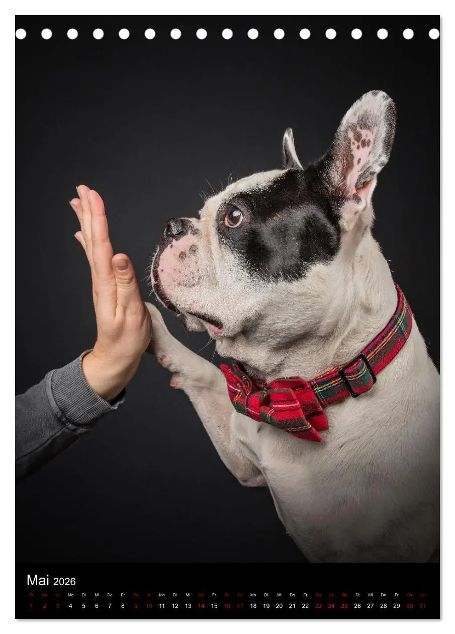 Bild: 9783516358599 | Bullyzauber - Französische Bulldoggen (Tischkalender 2026 DIN A5...