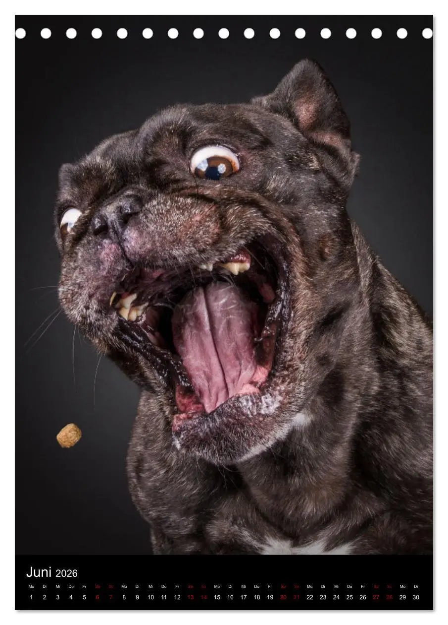 Bild: 9783516358599 | Bullyzauber - Französische Bulldoggen (Tischkalender 2026 DIN A5...