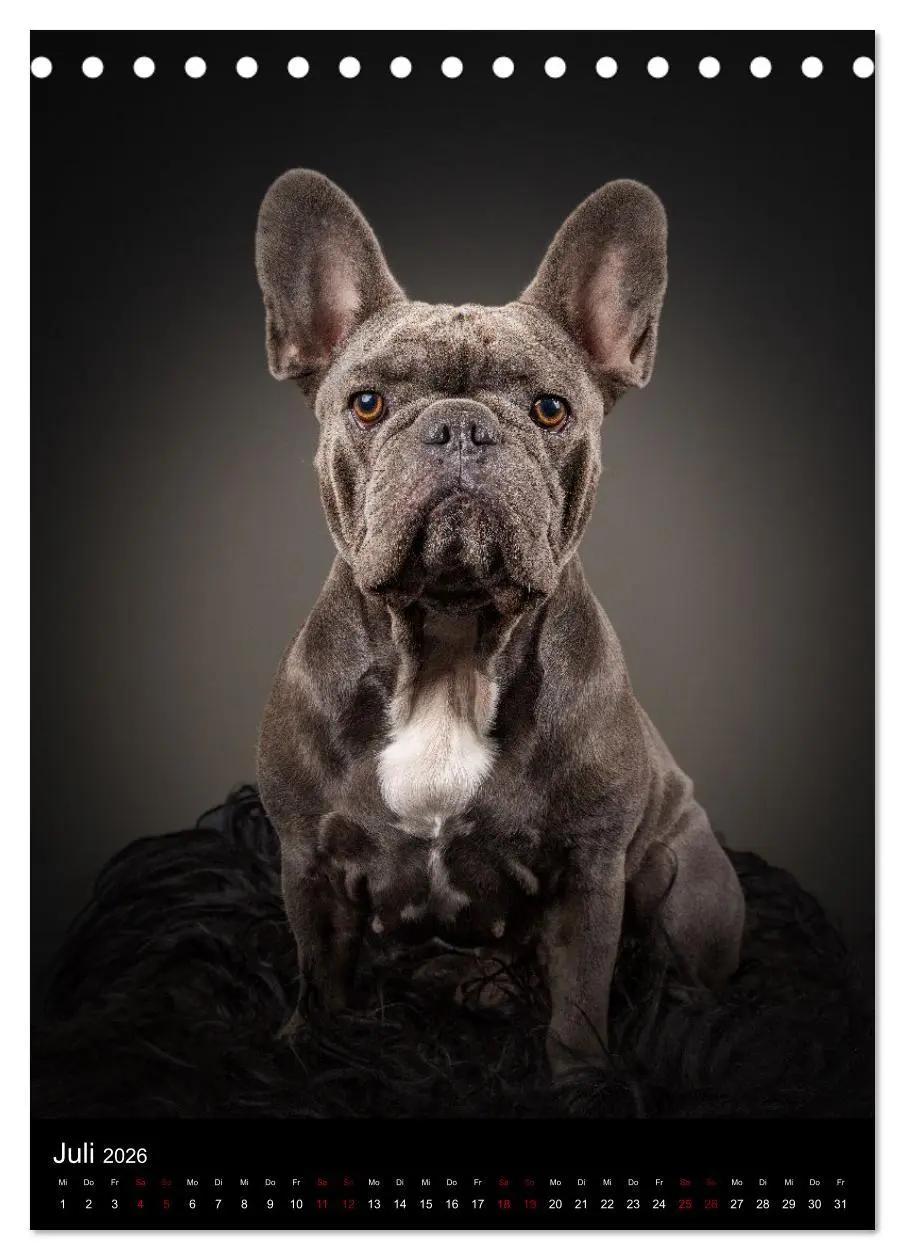 Bild: 9783516358599 | Bullyzauber - Französische Bulldoggen (Tischkalender 2026 DIN A5...