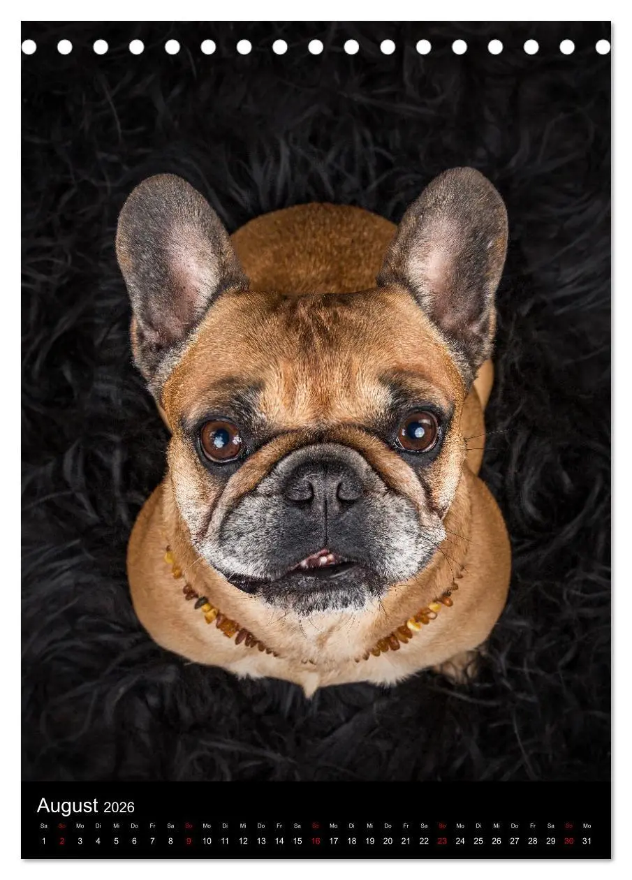 Bild: 9783516358599 | Bullyzauber - Französische Bulldoggen (Tischkalender 2026 DIN A5...