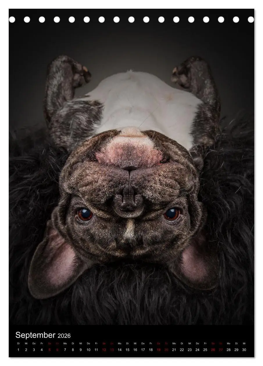 Bild: 9783516358599 | Bullyzauber - Französische Bulldoggen (Tischkalender 2026 DIN A5...