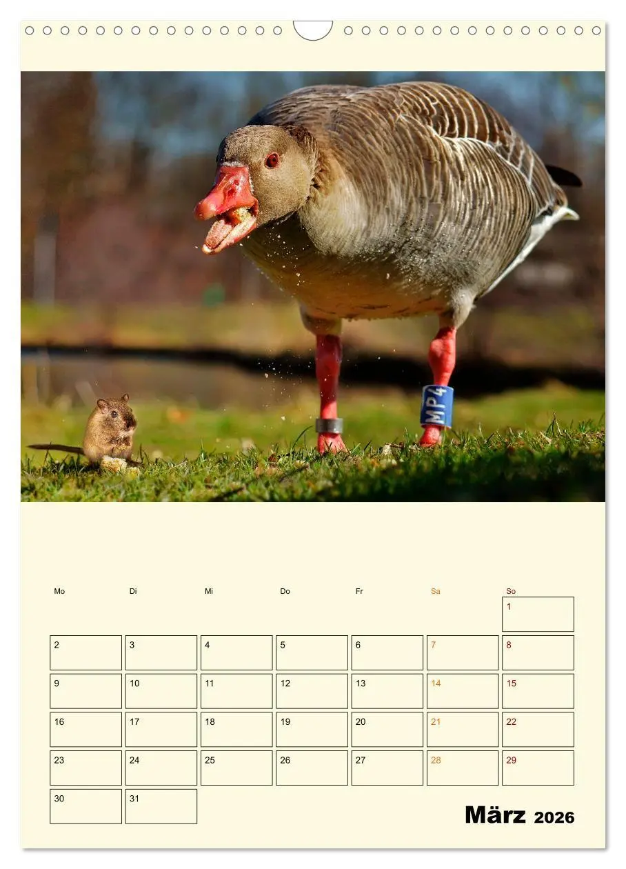 Bild: 9783516348699 | Lustig verrückt - der Tierkalender (Wandkalender 2026 DIN A3 hoch),...