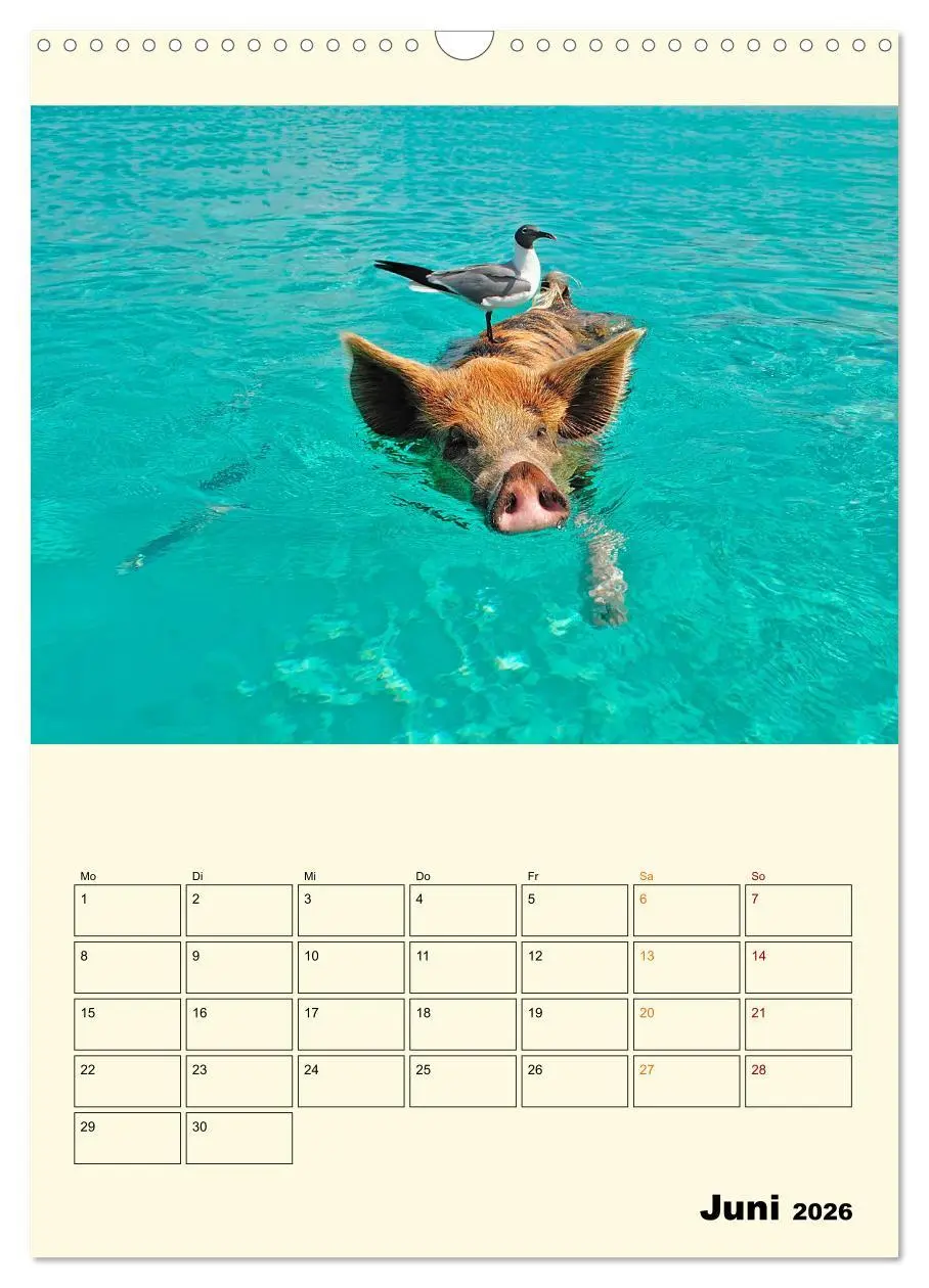 Bild: 9783516348699 | Lustig verrückt - der Tierkalender (Wandkalender 2026 DIN A3 hoch),...