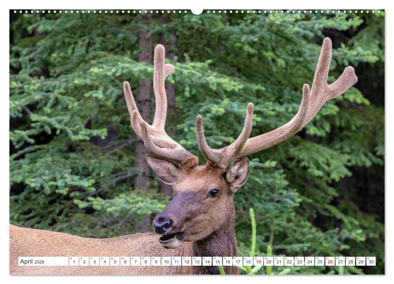 Bild: 9783457558799 | Kanadas Tierwelt - Bären, Wale und vieles mehr (Wandkalender 2026...