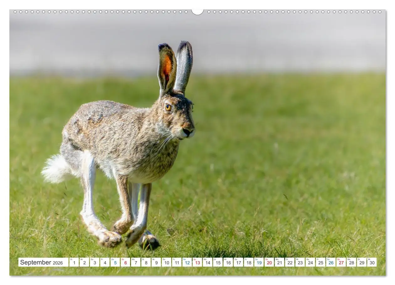 Bild: 9783457558799 | Kanadas Tierwelt - Bären, Wale und vieles mehr (Wandkalender 2026...