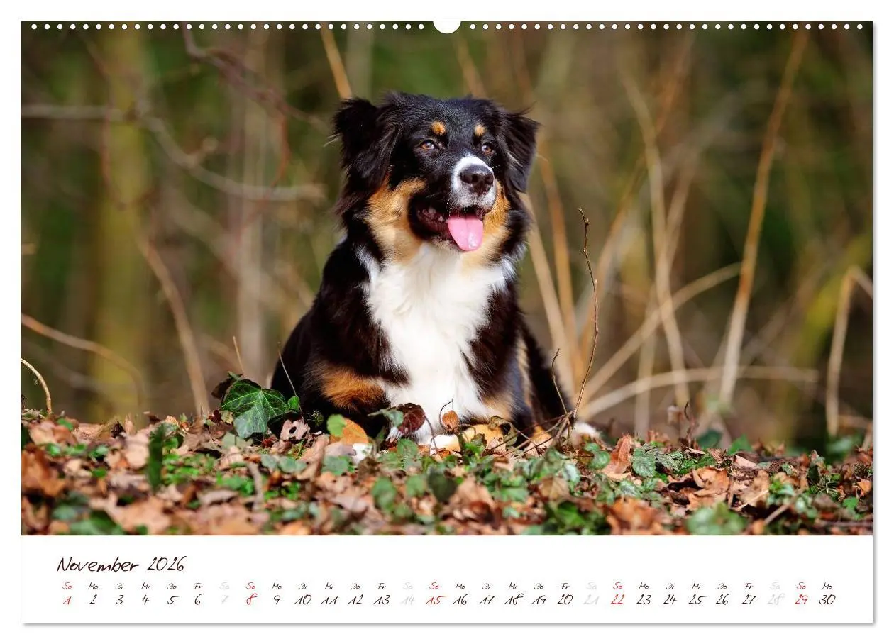 Bild: 9783516198799 | Wunderbare Australian Shepherds (Wandkalender 2026 DIN A2 quer),...