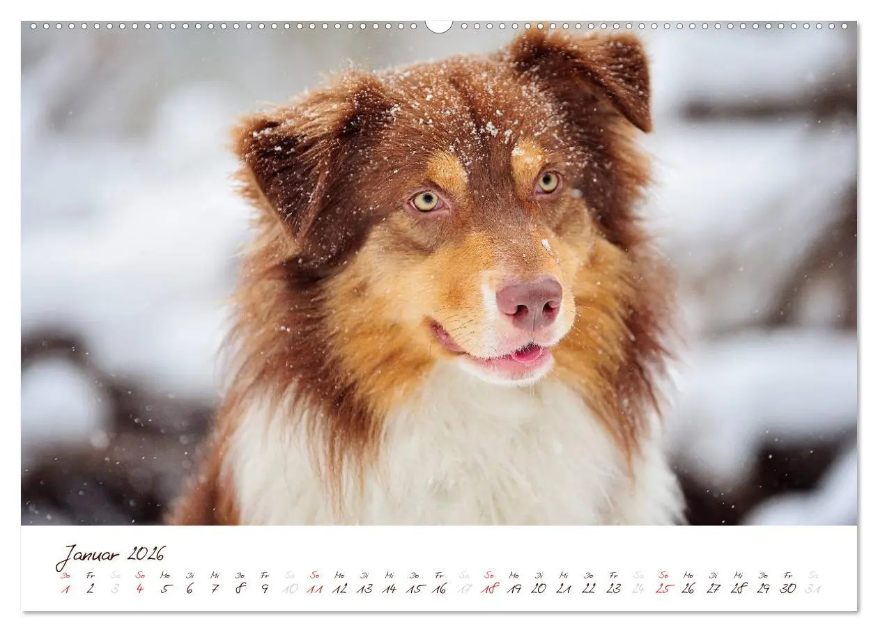 Bild: 9783516198799 | Wunderbare Australian Shepherds (Wandkalender 2026 DIN A2 quer),...