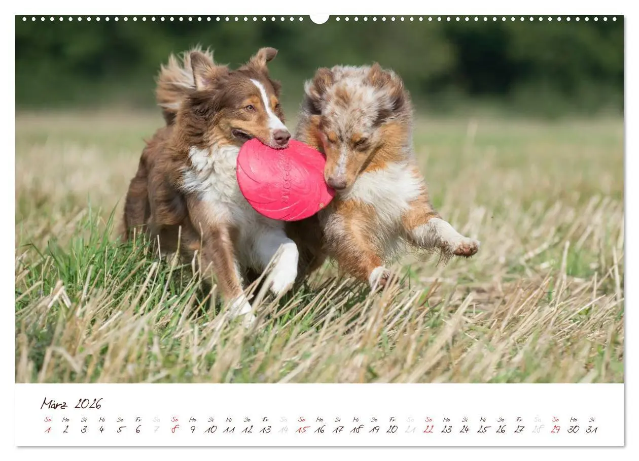 Bild: 9783516198799 | Wunderbare Australian Shepherds (Wandkalender 2026 DIN A2 quer),...