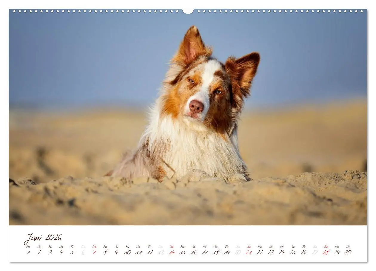 Bild: 9783516198799 | Wunderbare Australian Shepherds (Wandkalender 2026 DIN A2 quer),...