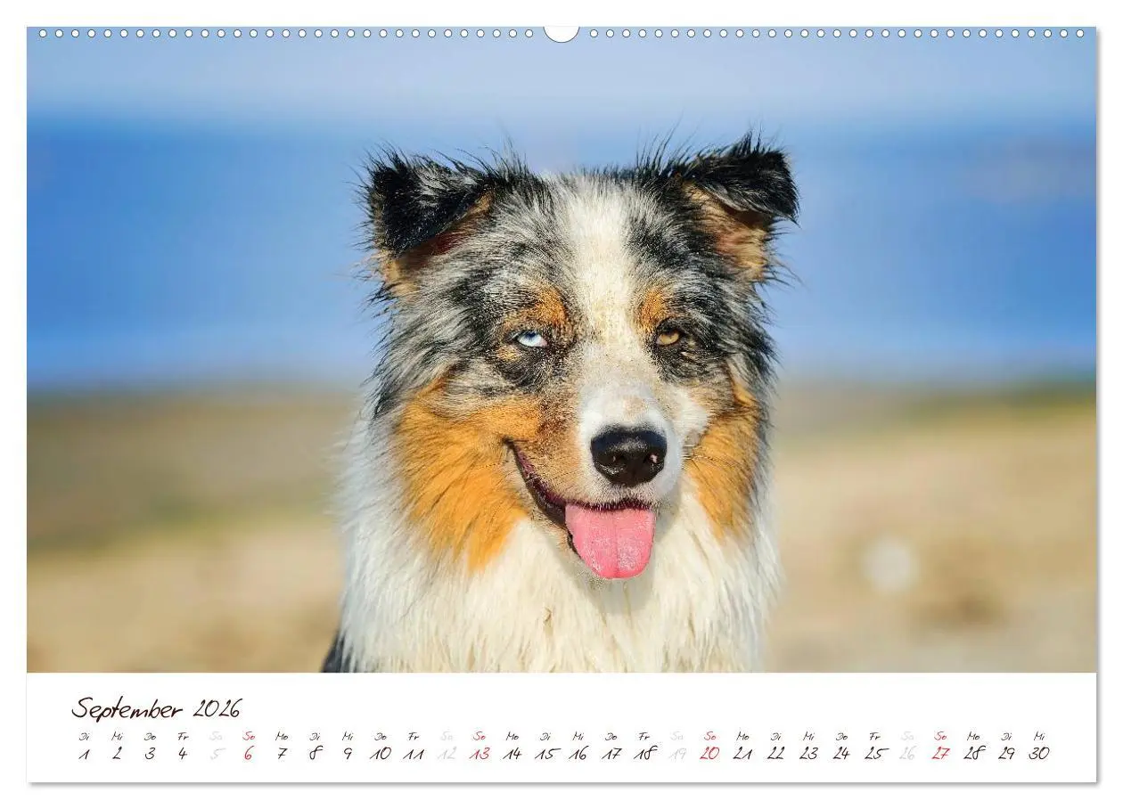 Bild: 9783516198799 | Wunderbare Australian Shepherds (Wandkalender 2026 DIN A2 quer),...