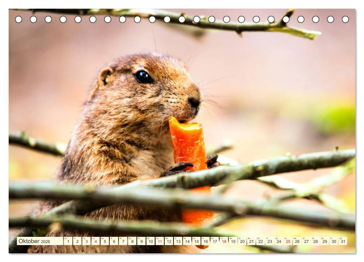 Bild: 9783457788899 | Präriehunde - süße Säuger (Tischkalender 2026 DIN A5 quer),...