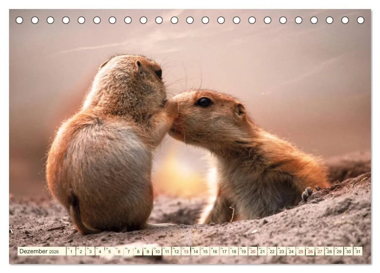 Bild: 9783457788899 | Präriehunde - süße Säuger (Tischkalender 2026 DIN A5 quer),...