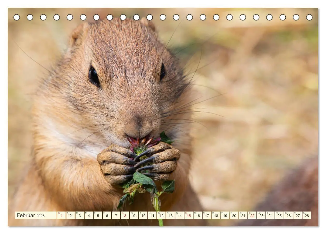 Bild: 9783457788899 | Präriehunde - süße Säuger (Tischkalender 2026 DIN A5 quer),...