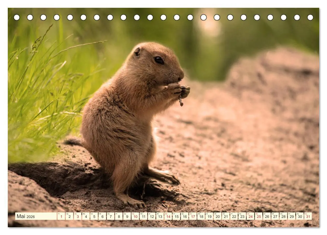 Bild: 9783457788899 | Präriehunde - süße Säuger (Tischkalender 2026 DIN A5 quer),...