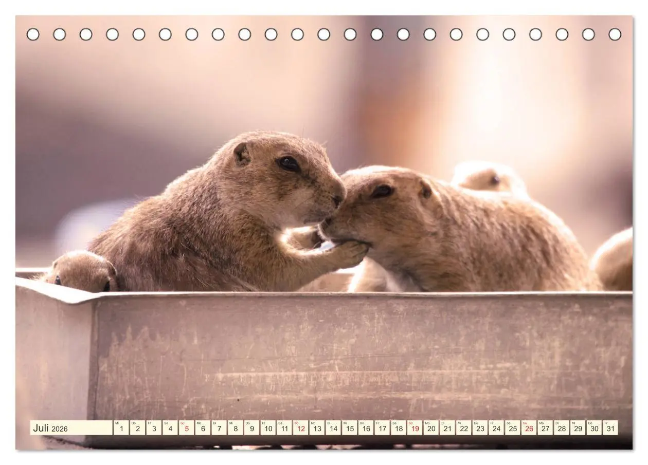 Bild: 9783457788899 | Präriehunde - süße Säuger (Tischkalender 2026 DIN A5 quer),...