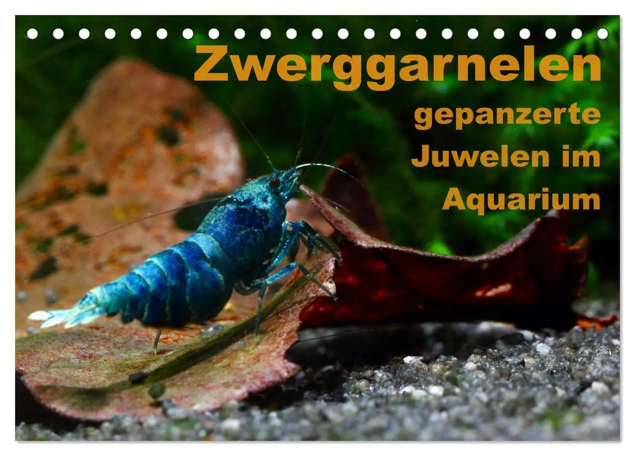 Cover: 9783516018899 | Zwerggarnelen - gepanzerte Juwelen im Aquarium (Tischkalender 2026...