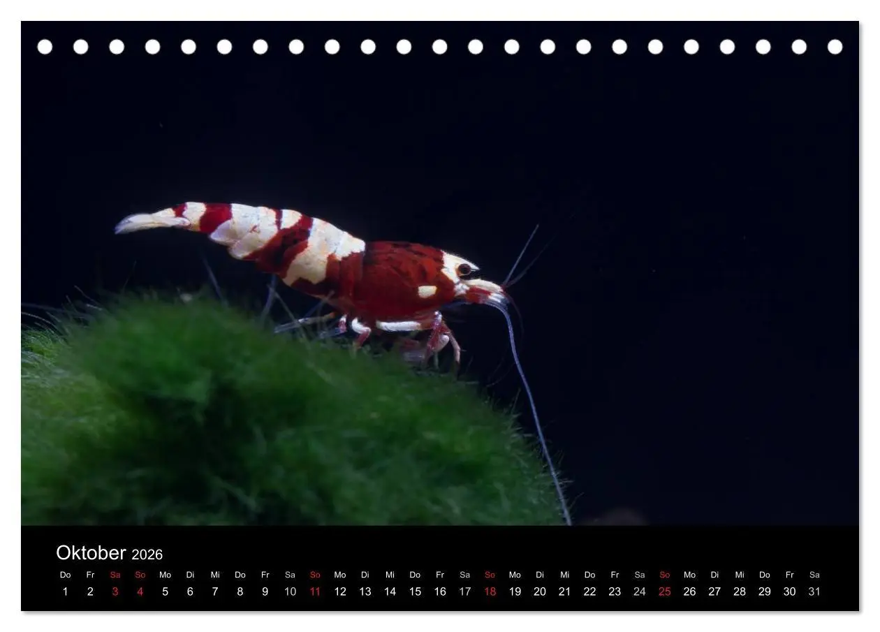 Bild: 9783516018899 | Zwerggarnelen - gepanzerte Juwelen im Aquarium (Tischkalender 2026...