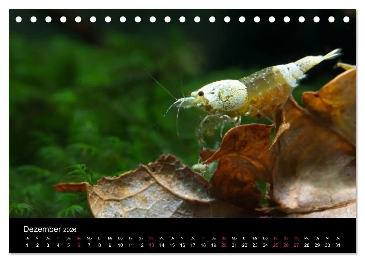 Bild: 9783516018899 | Zwerggarnelen - gepanzerte Juwelen im Aquarium (Tischkalender 2026...
