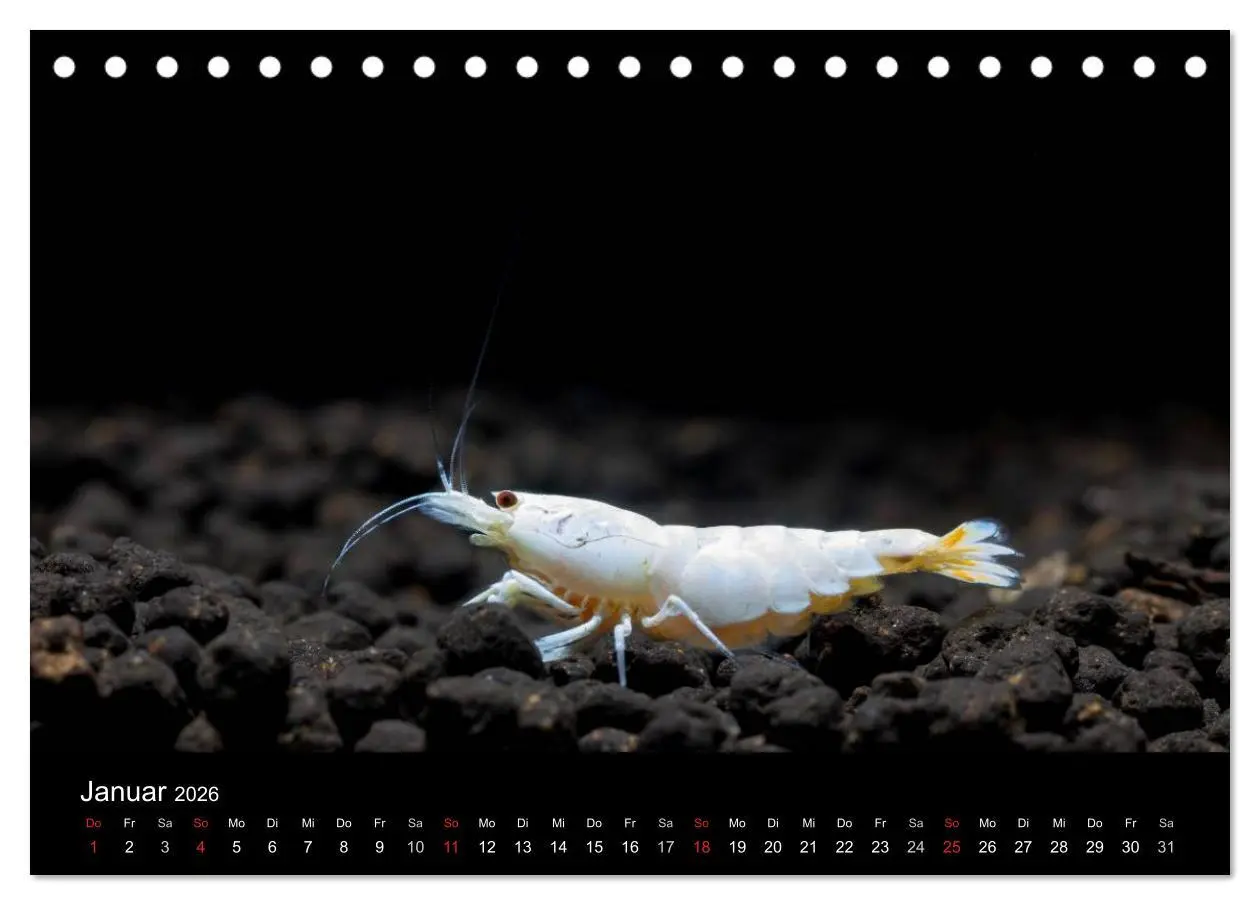 Bild: 9783516018899 | Zwerggarnelen - gepanzerte Juwelen im Aquarium (Tischkalender 2026...