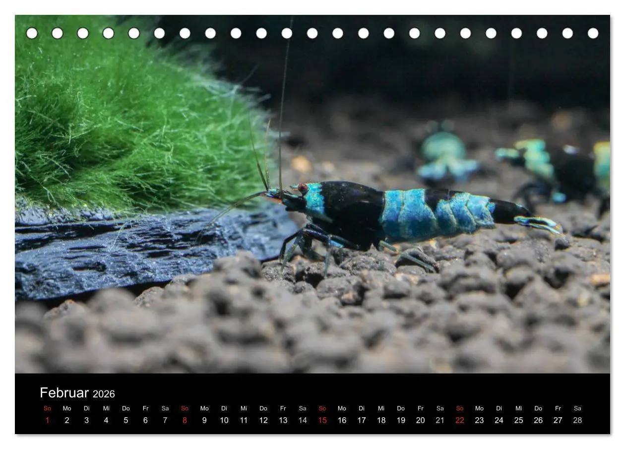 Bild: 9783516018899 | Zwerggarnelen - gepanzerte Juwelen im Aquarium (Tischkalender 2026...