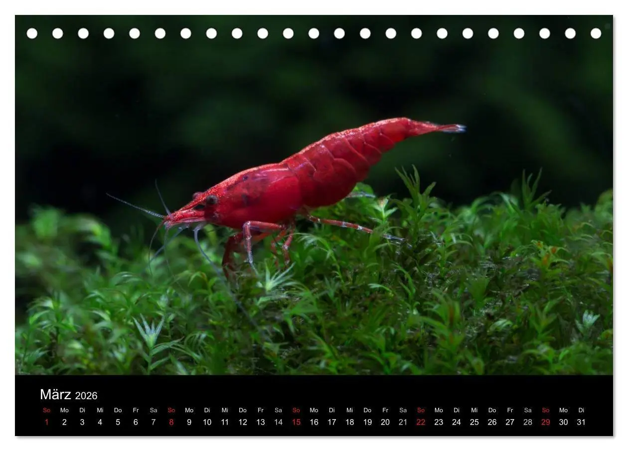 Bild: 9783516018899 | Zwerggarnelen - gepanzerte Juwelen im Aquarium (Tischkalender 2026...