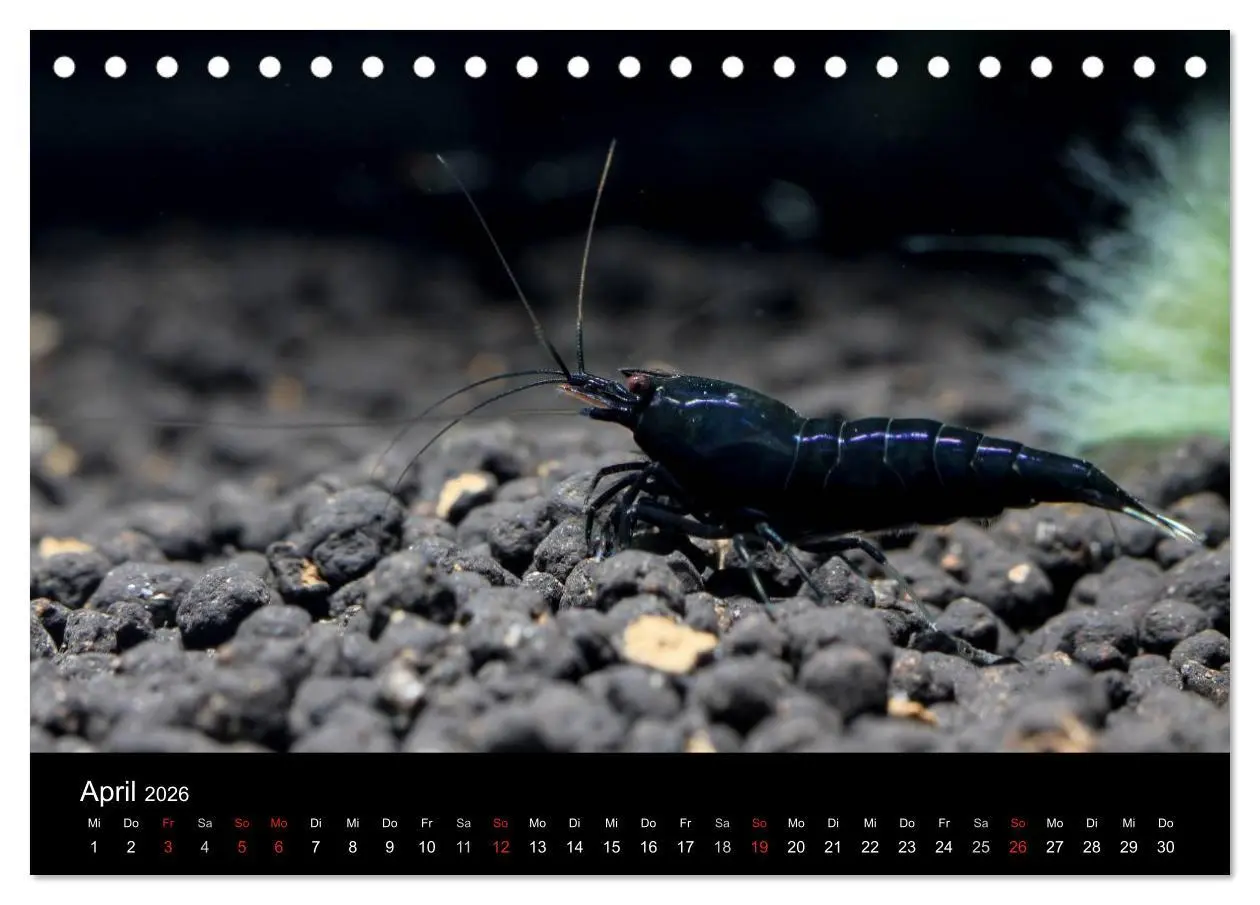 Bild: 9783516018899 | Zwerggarnelen - gepanzerte Juwelen im Aquarium (Tischkalender 2026...