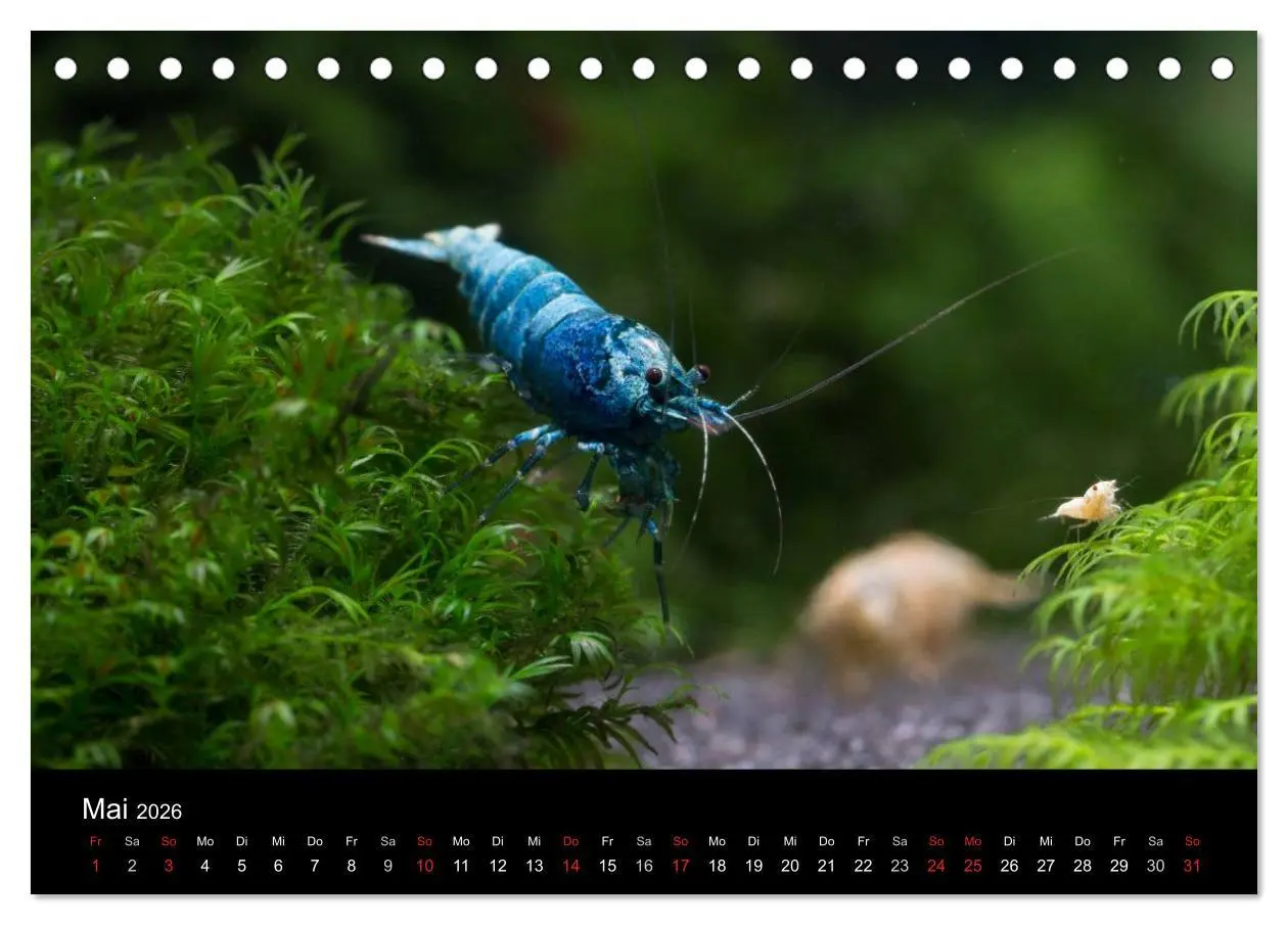 Bild: 9783516018899 | Zwerggarnelen - gepanzerte Juwelen im Aquarium (Tischkalender 2026...