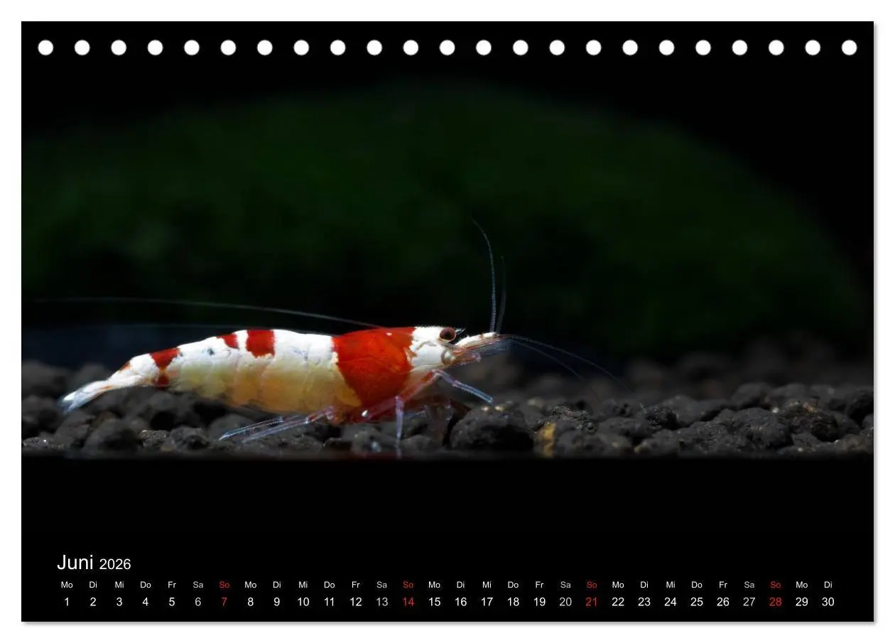 Bild: 9783516018899 | Zwerggarnelen - gepanzerte Juwelen im Aquarium (Tischkalender 2026...