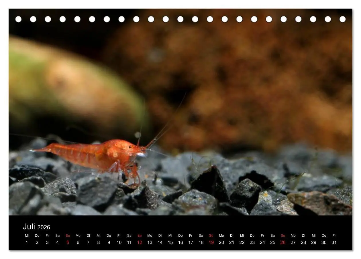 Bild: 9783516018899 | Zwerggarnelen - gepanzerte Juwelen im Aquarium (Tischkalender 2026...